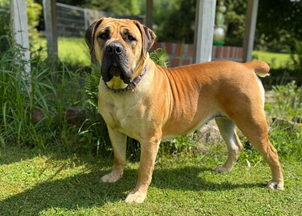 Boerboel Schloempf Hündin Brunnen Boerboel Hündin Schloempf im Garten