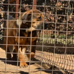 Boerboel Versicherung Zaun Boerboel Versicherung Zaun