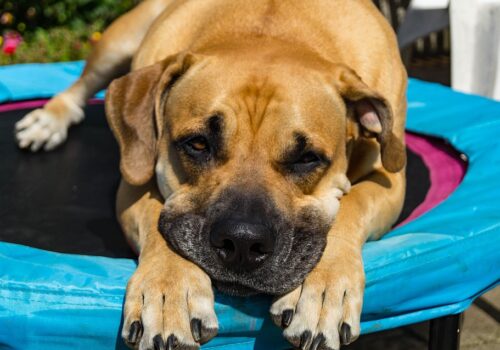 Boerboel auf Hundebett in der Sonne Boerboel auf Hundebett in der Sonne