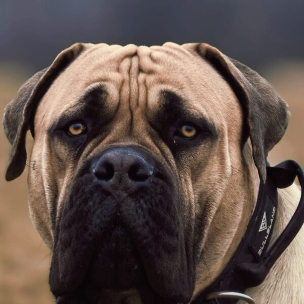 Boerboel dunkle Maske Kopf breit Boerboel Bruce 2 Jahre jung fawn - dunkle Maske