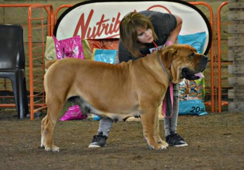 Boerboel female at an Appraisal Boerboel female at an Appraisal
