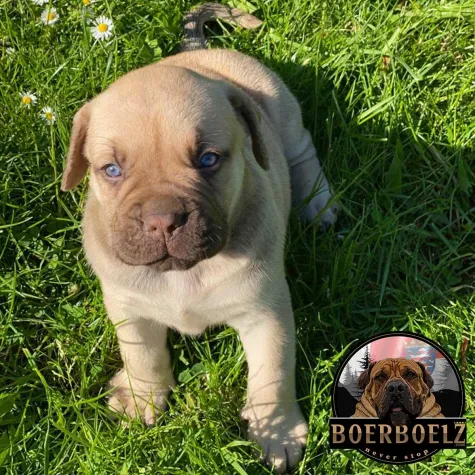 Boerboels Züchter finden Boerboels Züchter finden