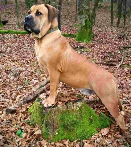Boerboels im Herbst Boerboels im Herbst