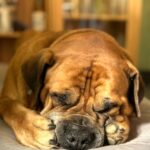 Budgess Boerboel schläft 16.05 (2) roter Boerboel Budgess schläft im Bett