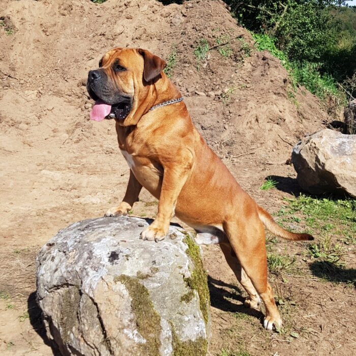 brauner Boerboel Budgess auf Felsen