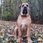 Junger Boerboel Rüde Budgess im Herbst ganz stolz Junger Boerboel Rüde Budgess im Herbst ganz stolz