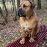 Junger Boerboel Rüde Budgess sitzt stolz auf der Parkbank Junger Boerboel Rüde Budgess sitzt stolz auf der Parkbank