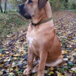Junger Boerboel Rüde Budgess im Herbst sehr wachsam Junger Boerboel Rüde Budgess im Herbst sehr wachsam