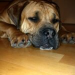 Boerboel Rüde Budgess gemütlich im Wohnzimmer immer ein Auge oder zwei offen Boerboel Rüde Budgess gemütlich im Wohnzimmer immer ein Auge oder zwei offen
