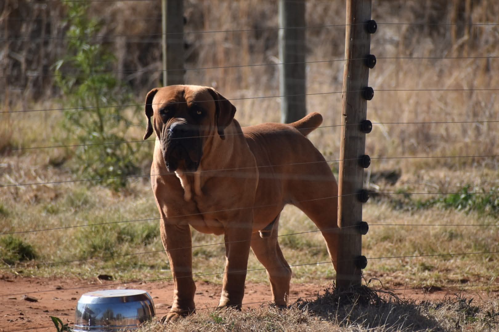 brauner Boerboel als Wachhund hinter Zaun brauner Boerboel als Wachhund hinter Zaun