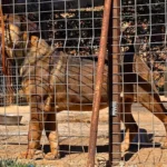 Junger Boerboel Versicherung Zaun Junger Boerboel Versicherung Zaun