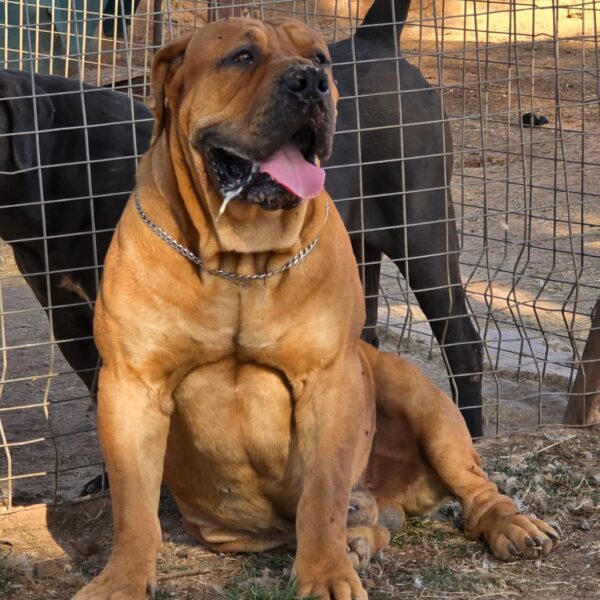 Proud Boerboel in Kennel after action Boerboel Kairov is very proud