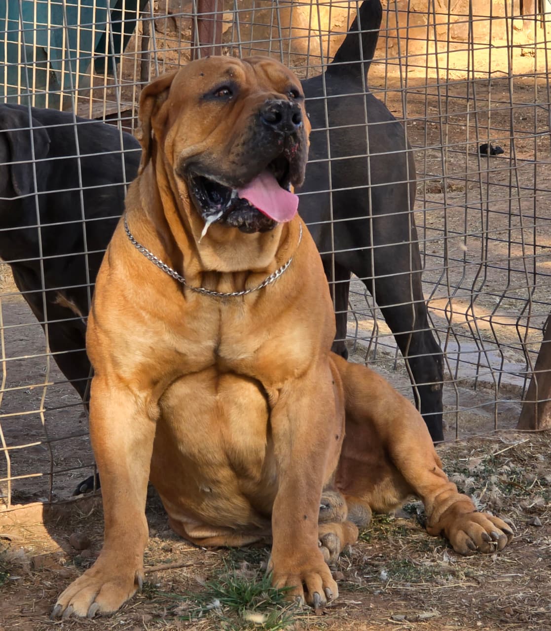 Proud Boerboel in Kennel after action Boerboel Kairov is very proud