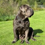 black dilute Boerboel Hündin Lou im Gras am Fischteich black dilute Boerboel Hündin Lou im Gras am Fischteich