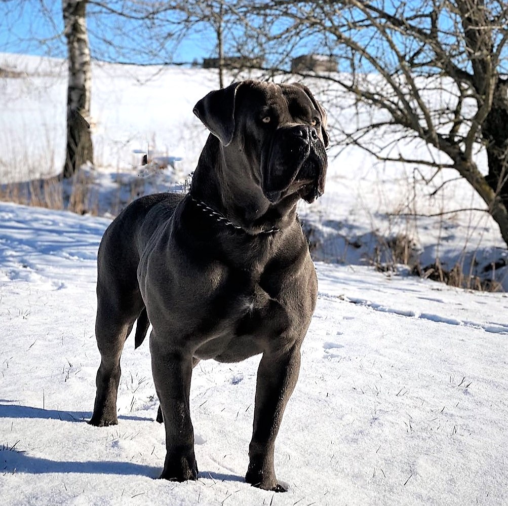 Boerboel Hündin Lou Spitsvuur Blutlinie Vater Tokara Tambo Boerboel Hündin Lou Spitsvuur Blutlinie Vater Tokara Tambo
