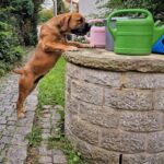 Südafrikanische Hündin bei der Brunnen Erkundung Südafrikanische Hündin bei der Brunnen Erkundung