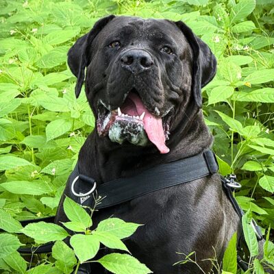 "Blue" schwarze Boerboel Hündin - Lou sister "Blue" schwarze Boerboel Hündin - Lou sister