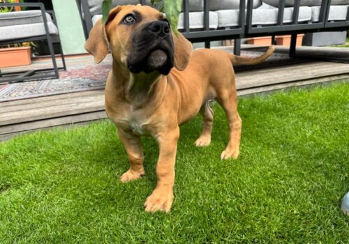 Waltraud 12 Wochen Waltraud 12 Wochen