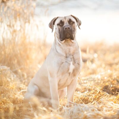 Zeus 12 Monate Boerboel Rüde fawn - Lou son Zeus 12 Monate Boerboel Rüde fawn - Lou son