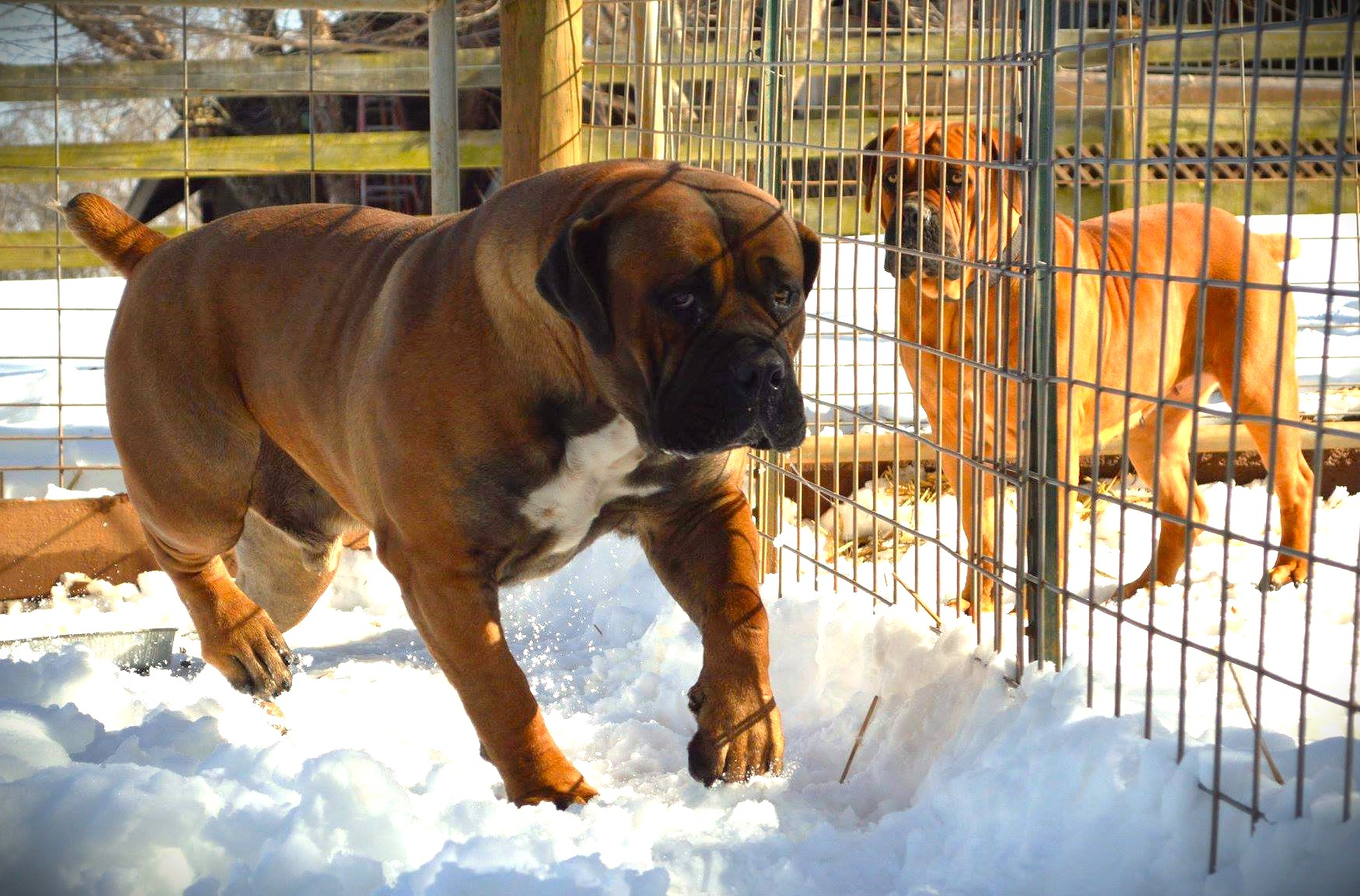 roter starker Boerboel Zukandi Caine beeindruckend roter starker Boerboel Zukandi Caine beeindruckend