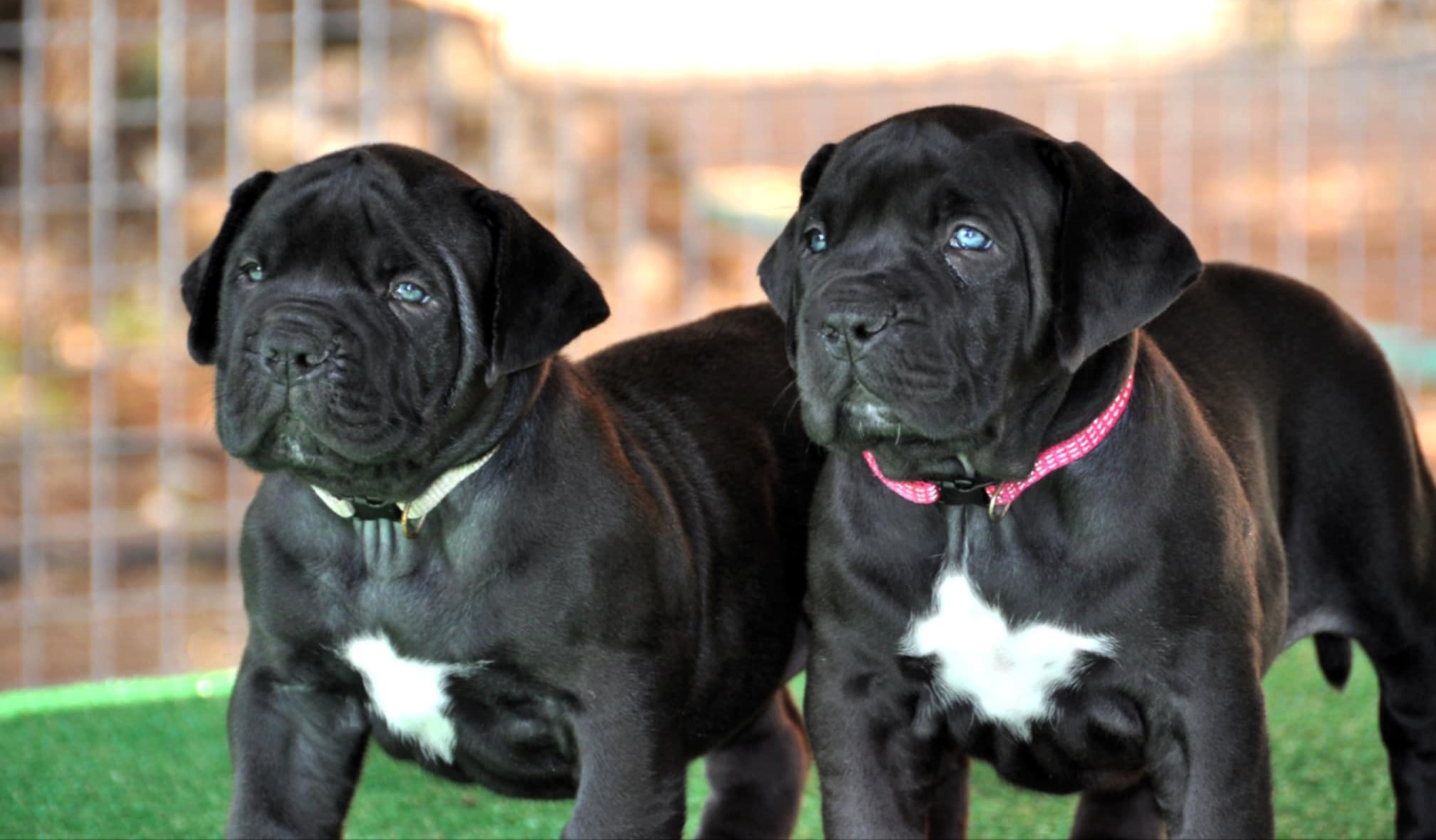 schwarze Baby Boerboels von Mack Attack mit Halsband schwarze Baby Boerboels von Mack Attack mit Halsband